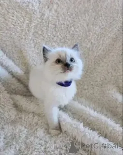Фото №2 к объявлению №165166 о продаже рэгдолл - купить в Финляндии частное объявление, заводчик
