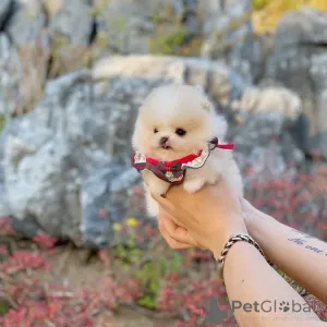 Дополнительные фото: игрушечные щенки готовы, мальчик и девочка померанского шпица в возрасте