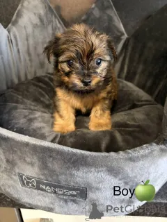 Фото №1. чау-чау - купить в Арканзас -Сити за 31454₽. Объявление №163986