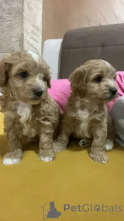 Дополнительные фото: Солозцы красивые щенки для продажи