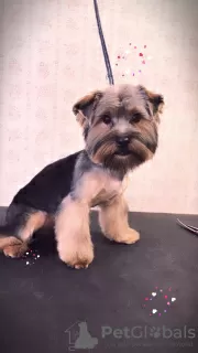 Дополнительные фото: Yorkshire terrier. Boy's and girl's.