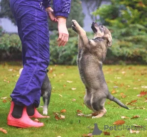 Дополнительные фото: Чудесные домашние щенки мальчик и девочки в добрые руки