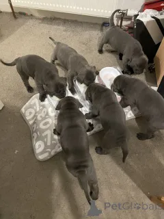 Фото №1. кане-корсо - купить в Байериш-Айзенштайне за договорная. Объявление №167561