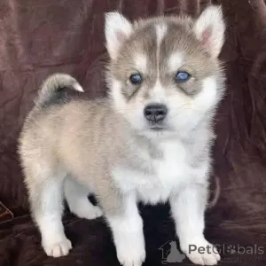 Фото №1.  - купить в Берлине за договорная. Объявление №161316