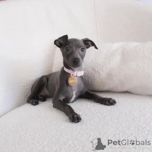 Фото №1. левретка - купить в Гамприн за договорная. Объявление №158226