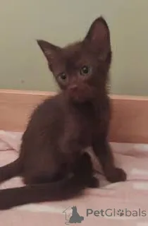 Фото №2 к объявлению №164676 о продаже гавана - купить в Финляндии частное объявление, заводчик