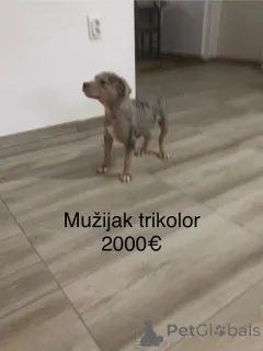 Фото №4. Продажа бультерьера в Комната заводчик - цена договорная