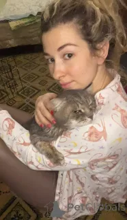 Дополнительные фото: Пристраивается красивейший крупный серый кот по имени Котя.