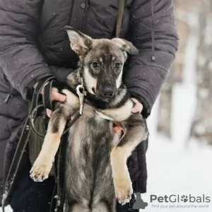 Дополнительные фото: Пальма ищет дом!