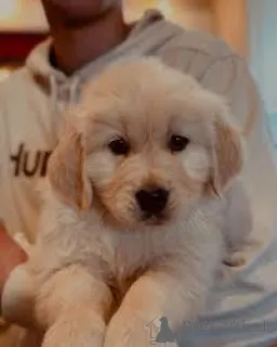 Фото №2 к объявлению №164945 о продаже золотистого ретривера - купить в Нидерландах частное объявление, заводчик