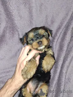 Дополнительные фото: Девочка и Мальчик Йоркширского Терьера. 