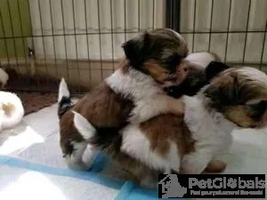 Фото №3. Pedigree Shih Tzu puppies Business WhatsApp 37256348129.  Финляндия