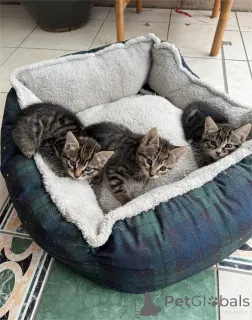 Фото №1. европейская короткошерстная - купить в Беннагейм за 32468₽. Объявление №153848