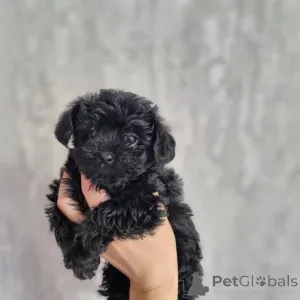 Фото №2 к объявлению №163100 о продаже пуделя (той) - купить в Финляндии частное объявление, из приюта