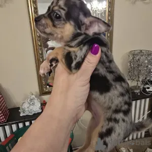 Дополнительные фото: ЭКСТРА маленькие щенки чихуахуа