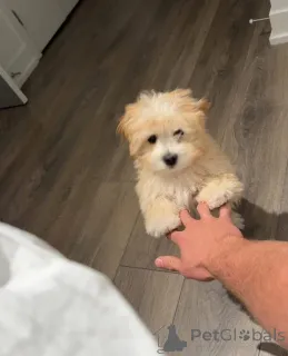 Фото №4. Продажа  в Индиана  - цена 58414₽