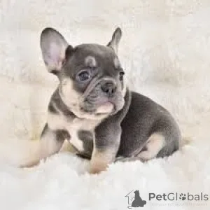 Дополнительные фото: Französische Bulldogge Welpen