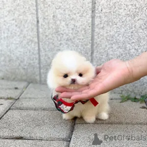 Фото №4. Продажа  в Флориде  - цена договорная