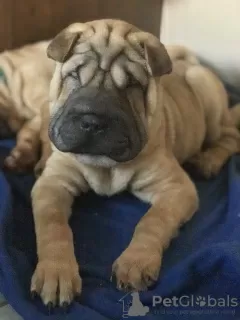 Дополнительные фото: 3 szczenięta Shar Pei na sprzedaż