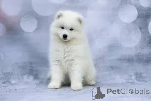 Фото №3. Samojeden-Welpen zu verkaufen.  Германия