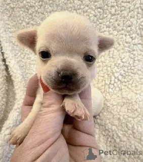 Фото №1. чихуахуа - купить в Зренджанин за договорная. Объявление №163892