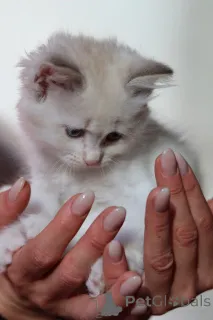 Дополнительные фото: Замечательные котята готовы к передаче новым владельцам по исполнению 2