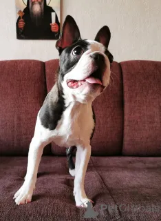 Дополнительные фото: Широкие крылья ангел