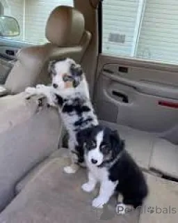 Фото №3. Chiots Berger Australien в продаже.  Франция