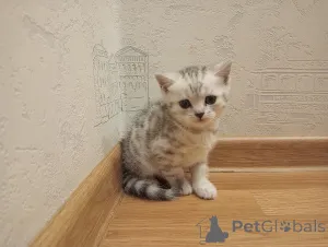 Фото №3. Котенок. Россия