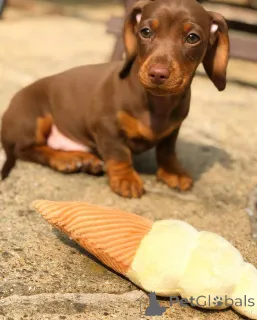 Дополнительные фото: Перегрузка привлекательности!