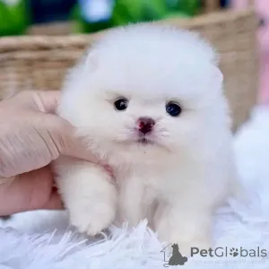 Фото №2 к объявлению №161932 о продаже  - купить в Франции 