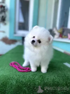 Фото №2 к объявлению №164444 о продаже померанского шпица - купить в Португалии 