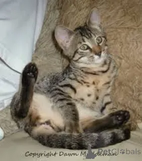 Фото №3. Chatons Mau egyptiens в продаже. Бельгия