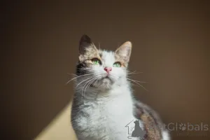 Фото №2 к объявлению №159179 о продаже  - купить в России из приюта