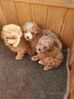 Фото №1. мальтипу - купить в Бернау за договорная. Объявление №162390