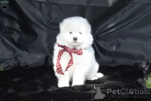 Фото №3. 5 -й чемпионский чемпион Cloodline Samoyed.  Пуэрто Рико