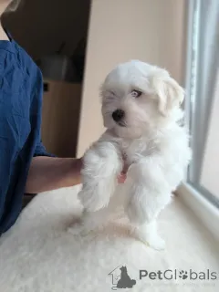 Дополнительные фото: Щенок мальтийской болонки, мальчик