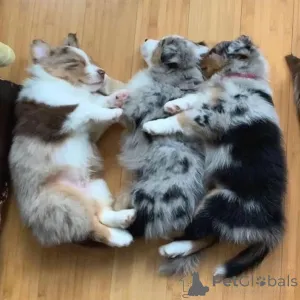 Фото №1. австралийская овчарка - купить в Дюссельдорфе за договорная. Объявление №157515