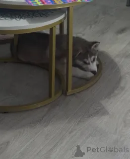 Дополнительные фото: Щенки хаски