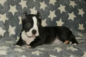 Дополнительные фото: Прекрасные Pocket American Bully Puppies.