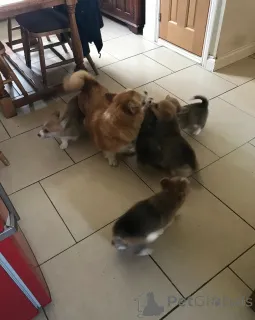 Дополнительные фото: Щенки Corgi Pure Breed