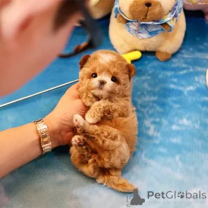 Фото №1. мальтипу - купить в Флориде за 39426₽. Объявление №152210