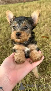 Фото №2 к объявлению №161252 о продаже  - купить в Хорватии 