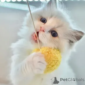 Фото №2 к объявлению №156263 о продаже рэгдолл - купить в Исландии частное объявление