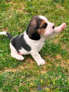 Дополнительные фото: Beagle Puppy