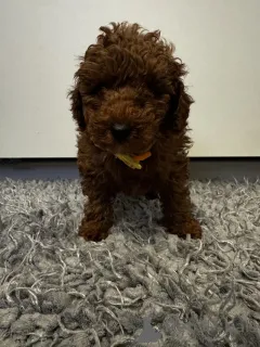 Дополнительные фото: Рыжему той-пуделю доступны новые дома