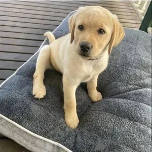 Фото №1. лабрадор-ретривер - купить в Зоссен за договорная. Объявление №157838