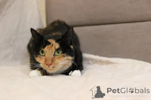 Дополнительные фото: ЛАПУШКА СРОЧНО ИЩЕТ ДОМ!!!