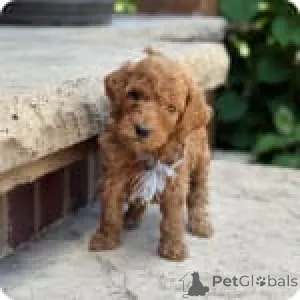 Фото №3. Зои.  США