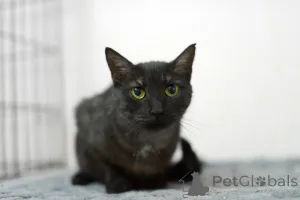 Дополнительные фото: Афина кошка редкой красоты, словно сотканная из ночи и серебра.